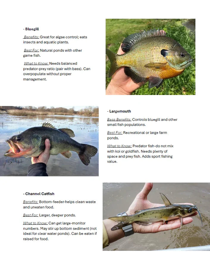 When properly stocked, bluegill, largemouth bass, and channel catfish work together to create a healthy, sustainable pond that practically maintains itself.