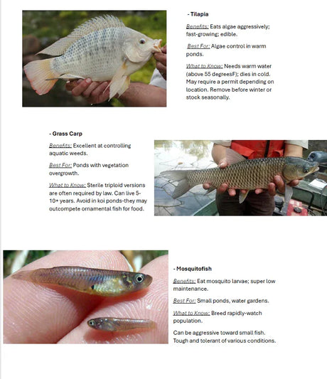 Each fish plays a unique role in building a balanced, low-maintenance ecosystem. When combined with proper aeration and beneficial bacteria, you’ll have a cleaner, healthier pond—naturally.