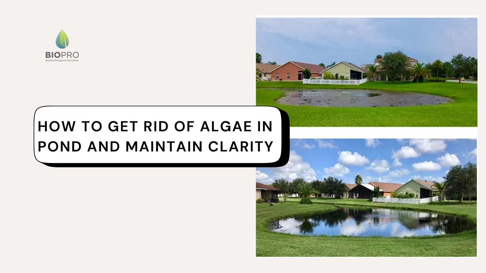 How to Get Rid of Algae in Pond and Maintain Clarity