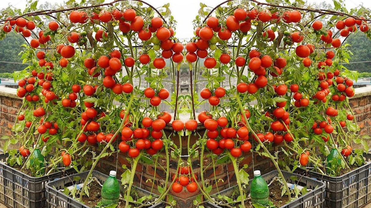 How to Grow and Harvest an Endless Supply of Tomatoes Even in Small