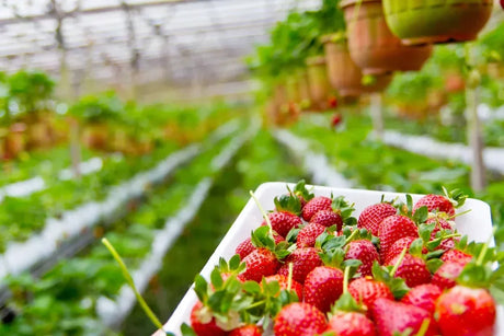By using organic fertilizers like FertiPro, you can ensure vigorous, healthy plants without chemical dependence.