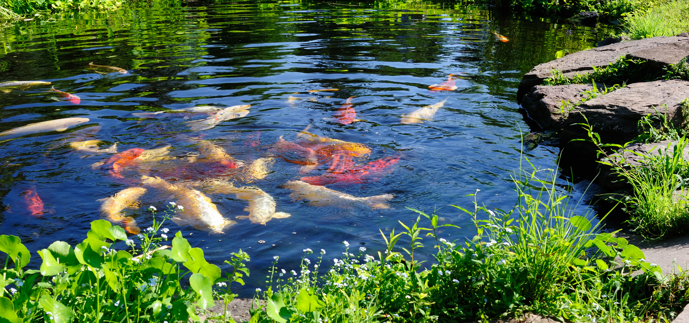algae free pond with healthy fish