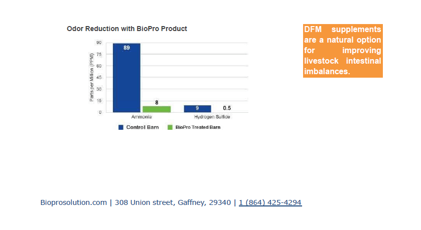 Natural probiotics and ruminant feed supplements for healthy cattle and improved milk output