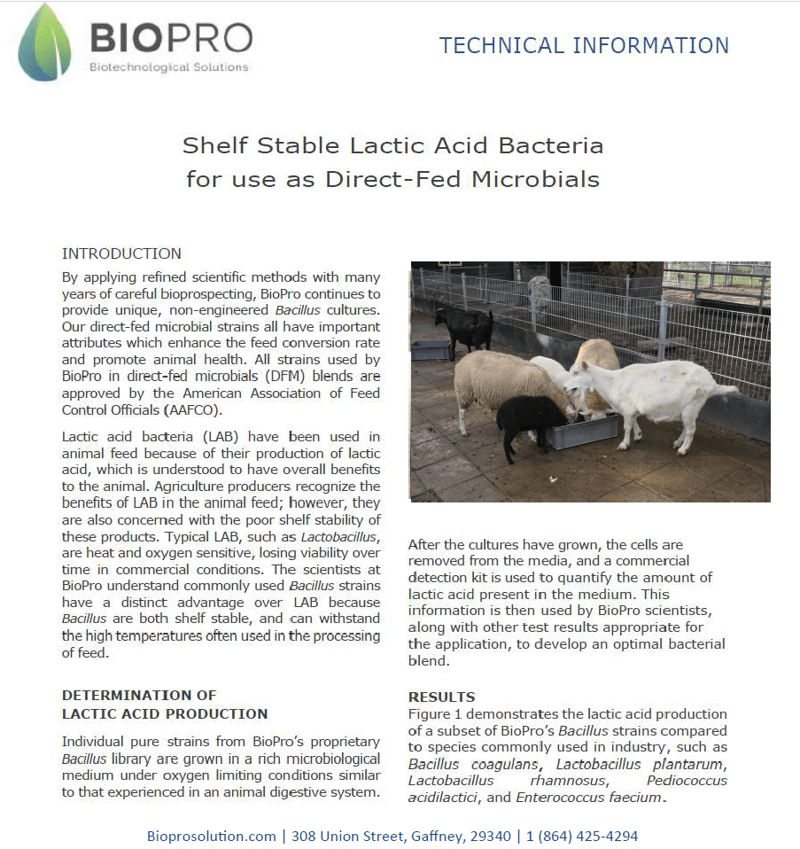 Healthy goats and sheep feeding on probiotic supplements for improved animal care and nutrition