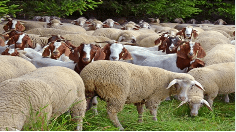 Goat and sheep feed supplements with probiotics for animal health and improved nutrition.
