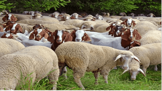 Goat and sheep feed supplements with probiotics for animal health and improved nutrition.