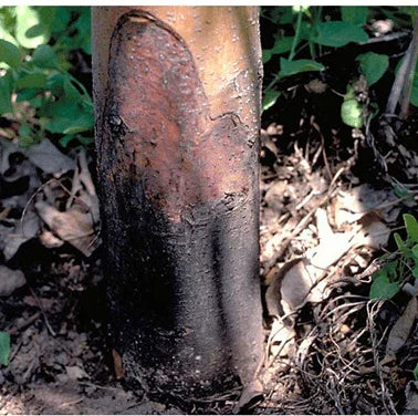 hydroponic plants with FertiPro enzyme and bacteria