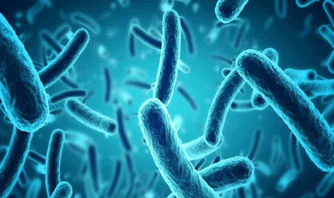 organic liquid fertilizers