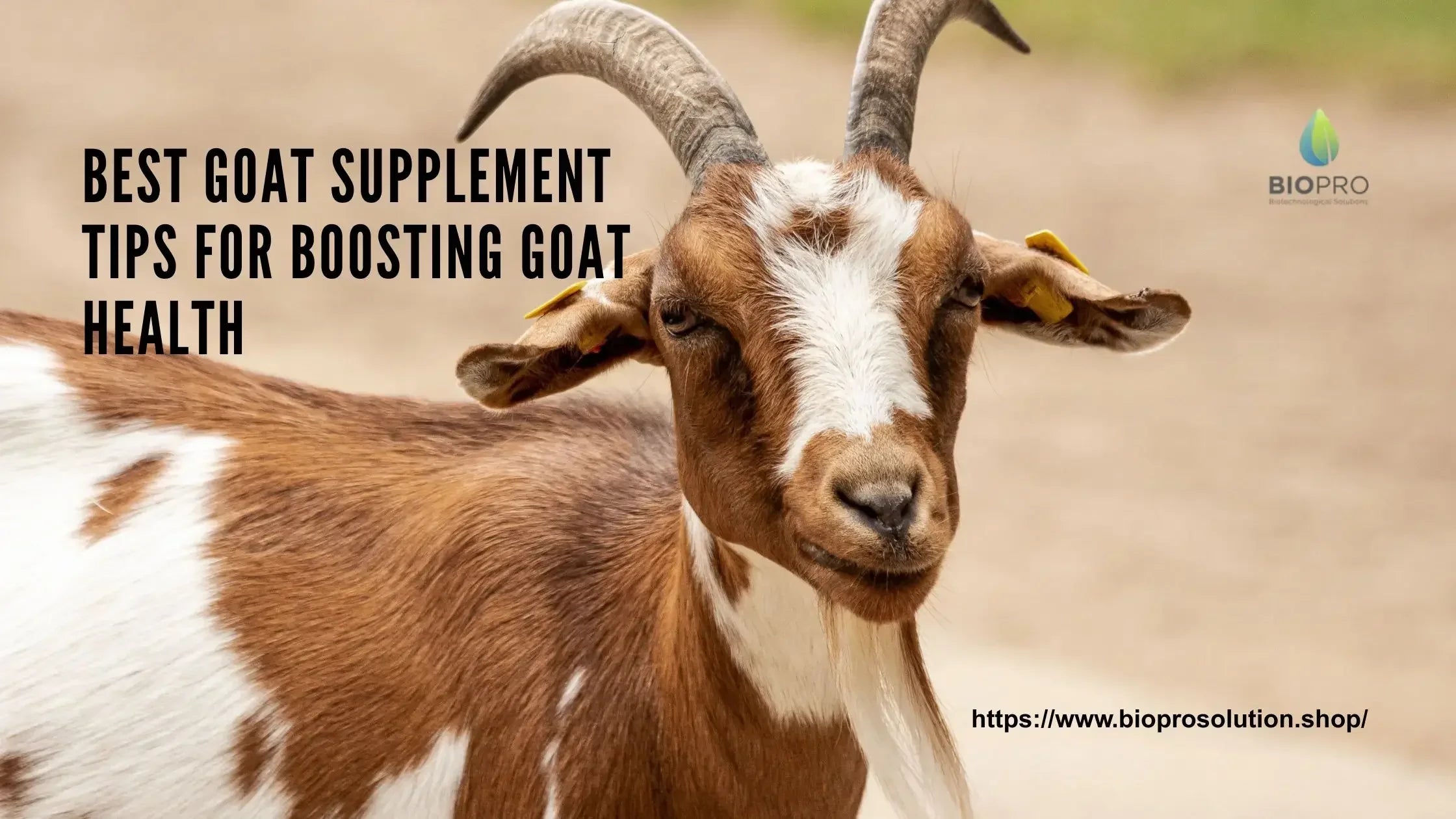 Brown and white goat with curved horns promoting best goat supplement tips for boosting goat health