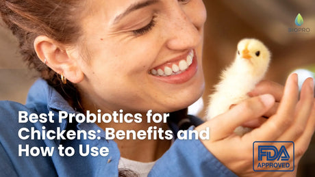 Best Probiotics for Chickens: Benefits and How to Use