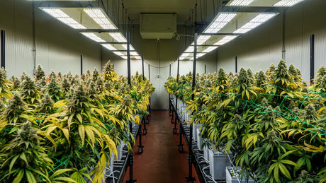 FertiHemp: Organic beneficial bacteria boost cannabis yield, enhance quality, and strengthen plant health naturally.