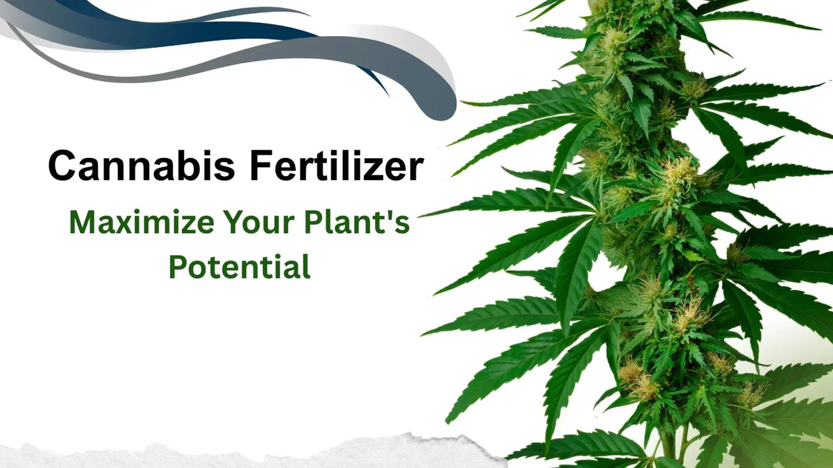 Cannabis plant with dense buds and leaves next to text promoting cannabis fertilizer to maximize plant potential