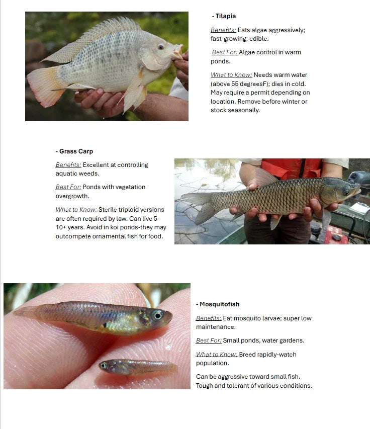 Each fish plays a unique role in building a balanced, low-maintenance ecosystem. When combined with proper aeration and beneficial bacteria, you’ll have a cleaner, healthier pond—naturally.