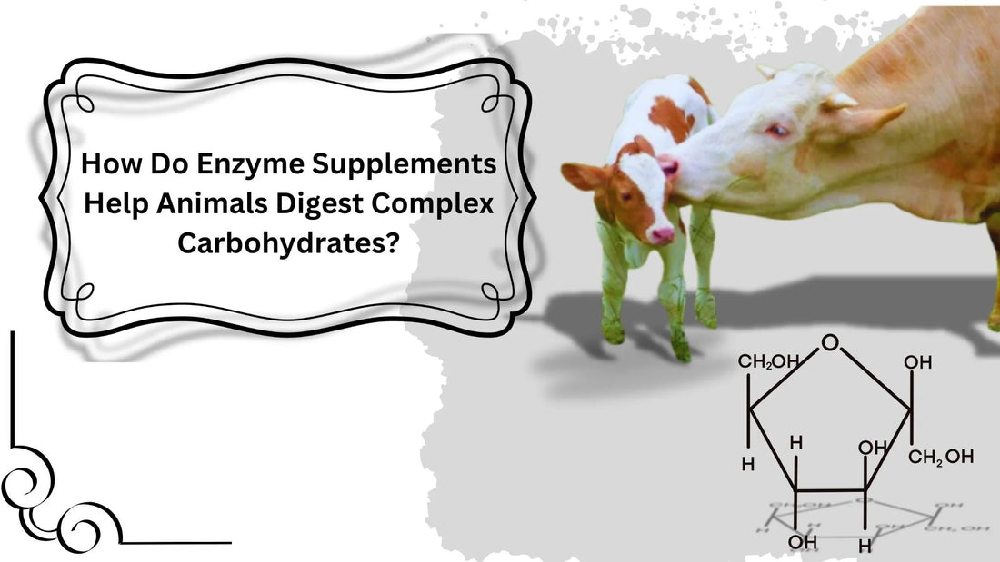 Illustration of a cow and calf with enzyme supplement molecular structure and text about digesting complex carbohydrates
