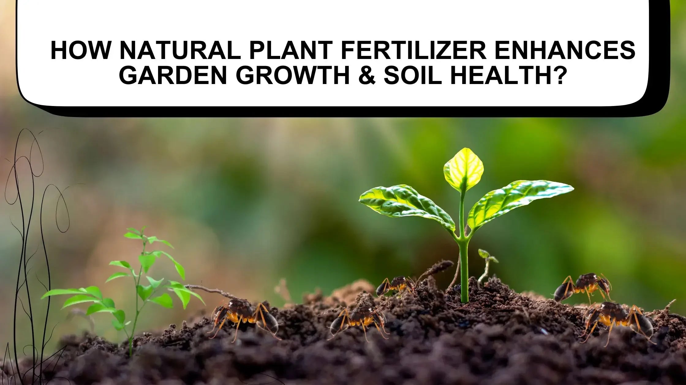 Young green seedlings growing in rich soil with ants walking around, illustrating natural plant fertilizer benefits