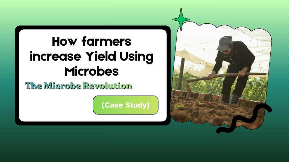 How farmers increase Yield Using Microbes (Case Study)