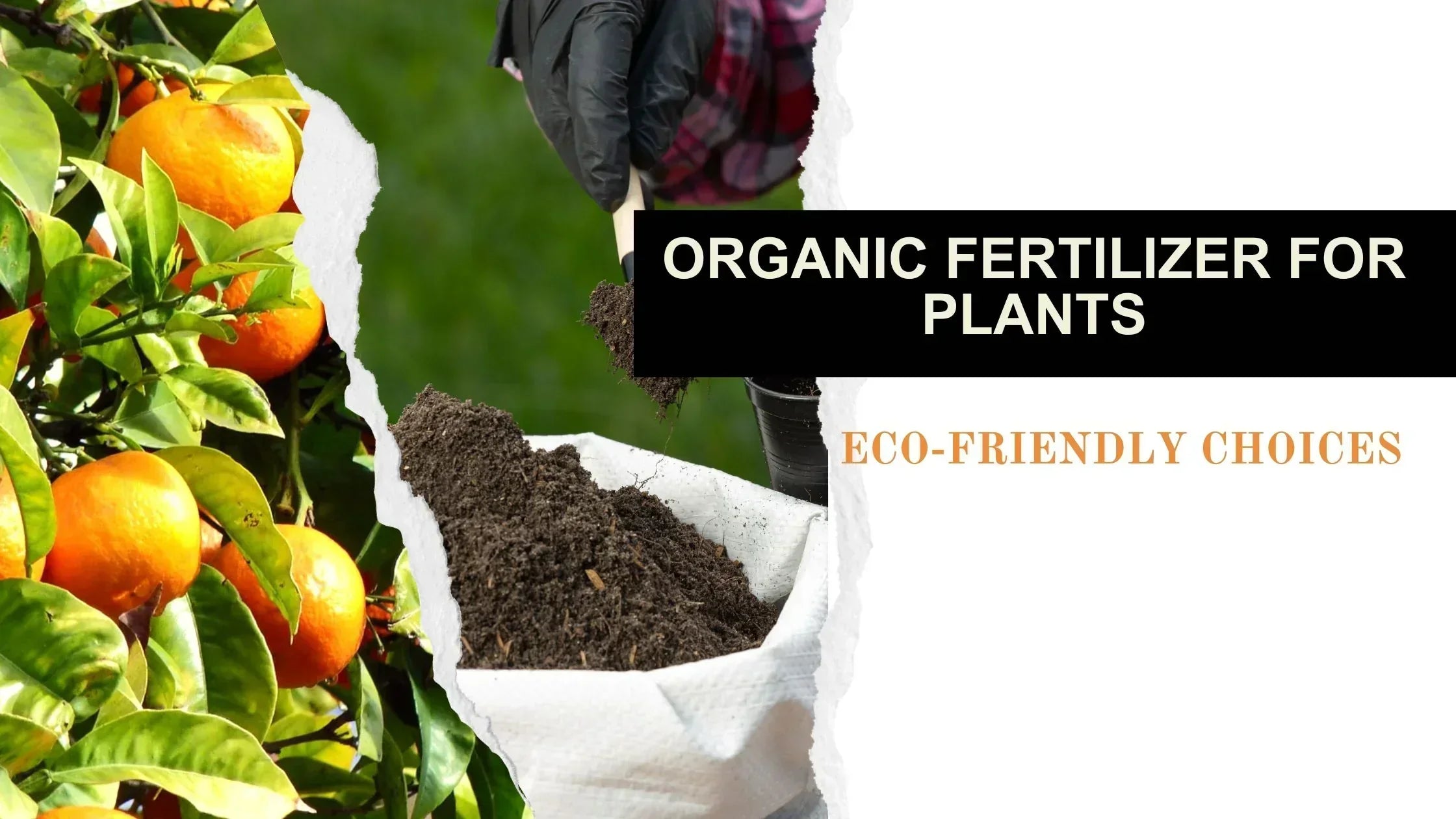 Hands in black gloves scooping organic fertilizer soil next to orange fruit trees, eco-friendly gardening