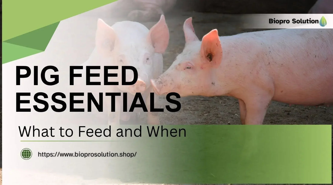 Two pink pigs in a pen with text about pig feed essentials and feeding schedules