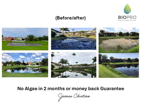 The Ultimate Natural Pond Solution: How Beneficial Bacteria Restore Water Clarity & Ecosystem Health