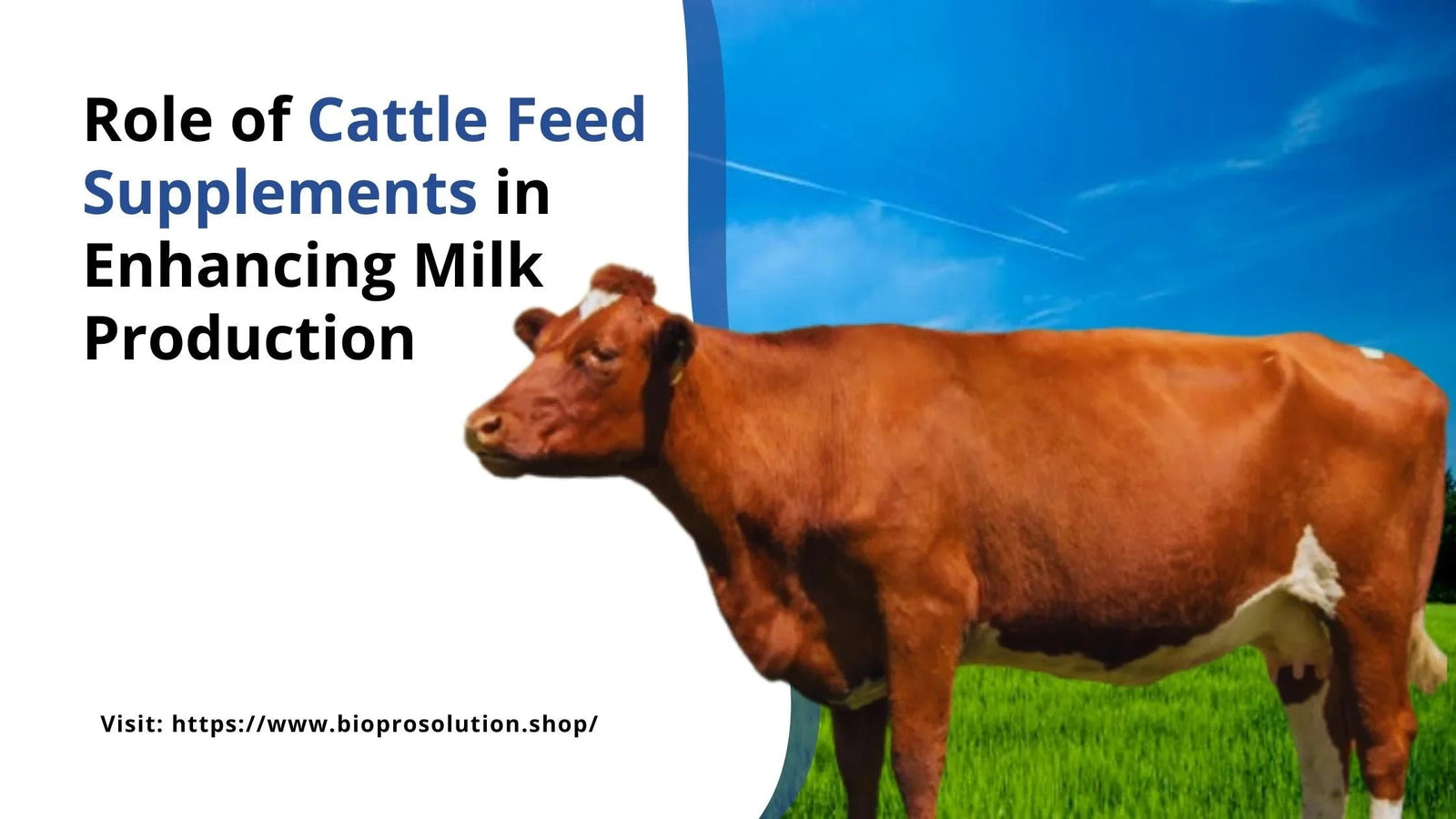 Brown dairy cow standing on green grass under blue sky promoting cattle feed supplements for milk production