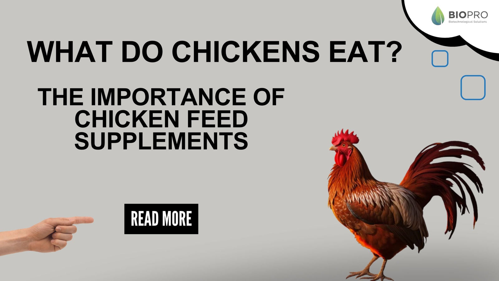 What Do Chickens Eat? The Importance of Chicken Feed Supplements