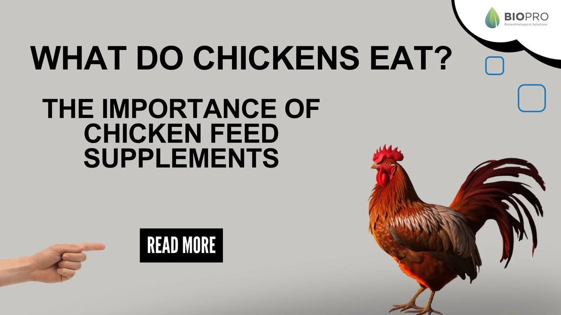 What do chickens eat text with rooster and pointing hand, highlighting chicken feed supplements importance