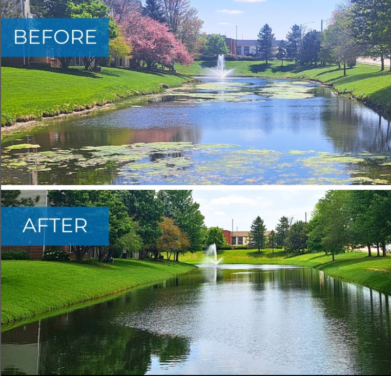 How to Get Rid of String Algae in a Pond Naturally: Causes, Prevention & Long-Term Control