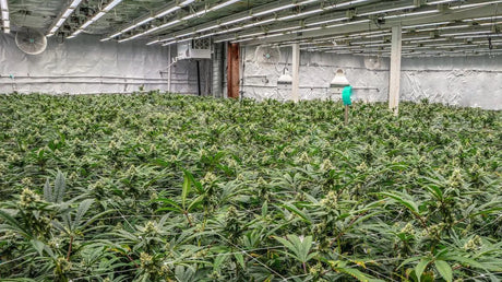 10 Reasons FertiHemp is the Best Organic Solution for Cannabis Growers