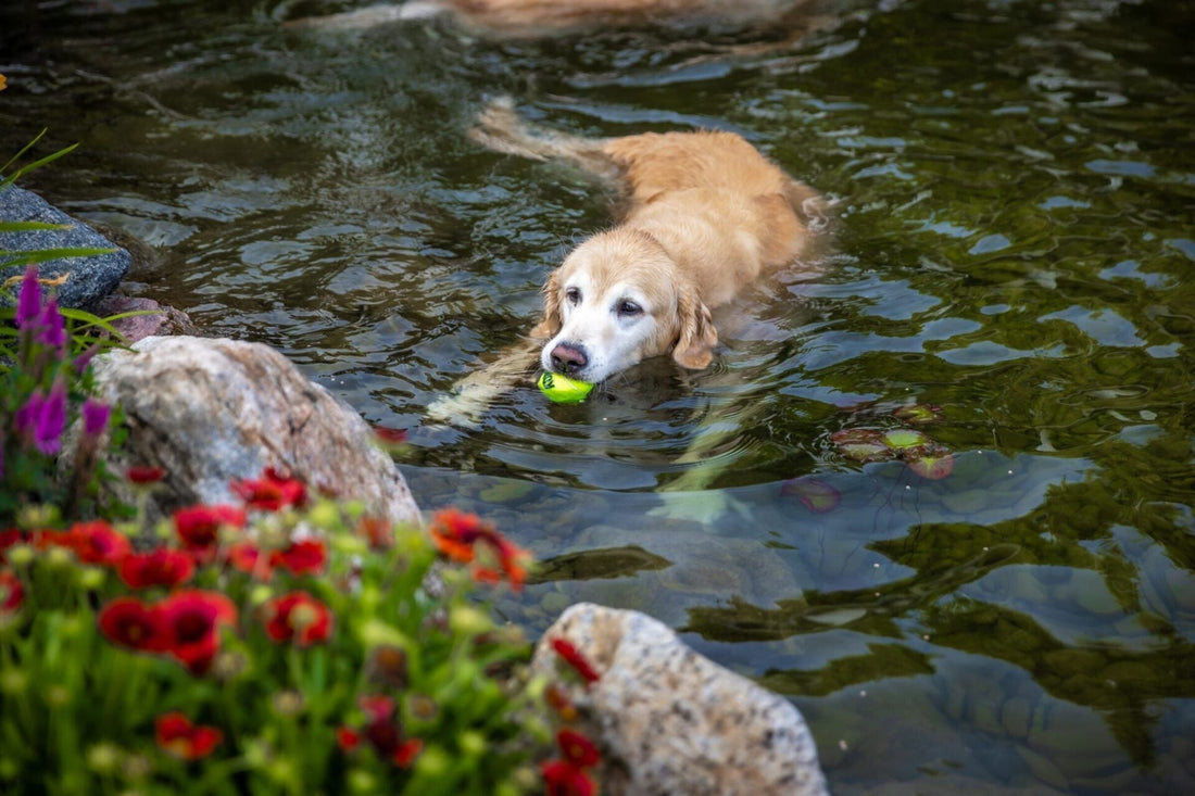 beneficial bacteria for ponds  | pond algae control