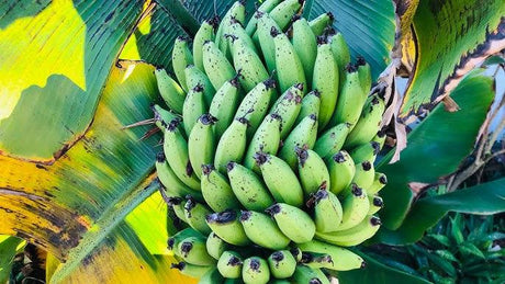 Close-up of large green unripe banana bunch surrounded by tropical banana leaves in natural sunlight