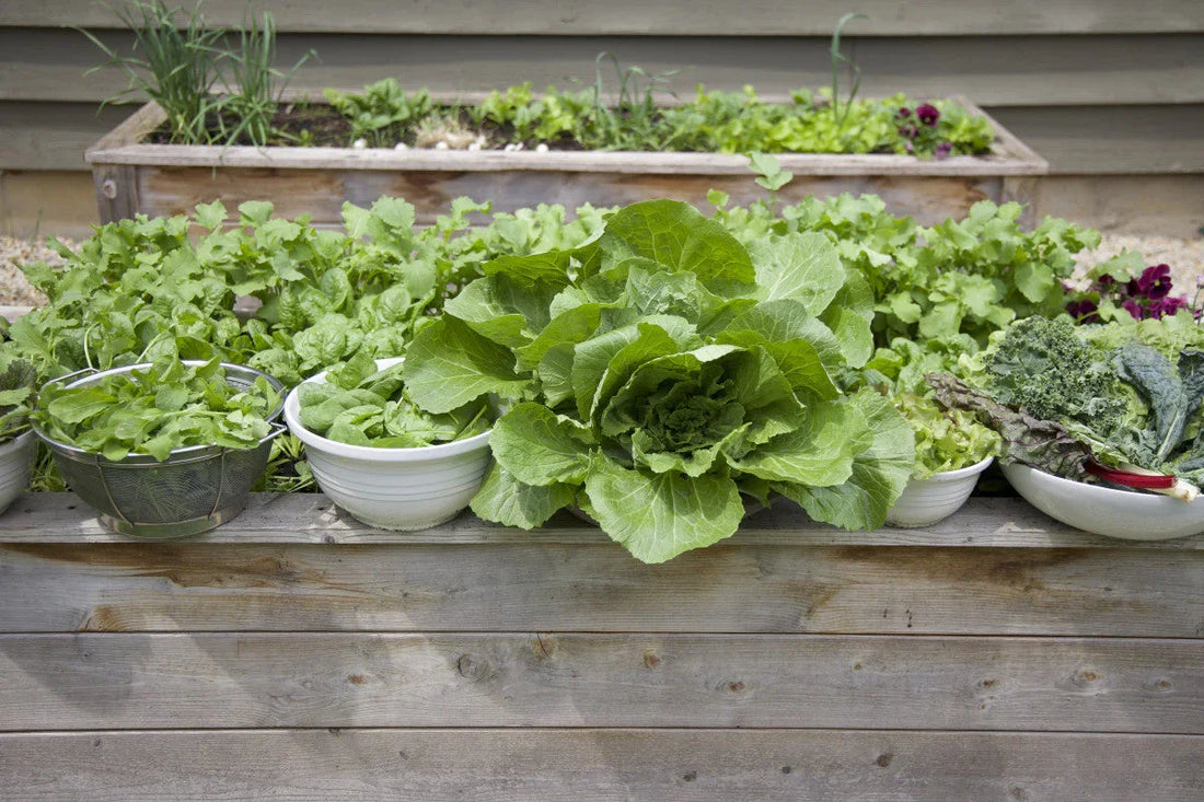 With the right care and FertiPro’s root-strengthening benefits, you can enjoy an endless supply of fresh, crisp greens year-round.