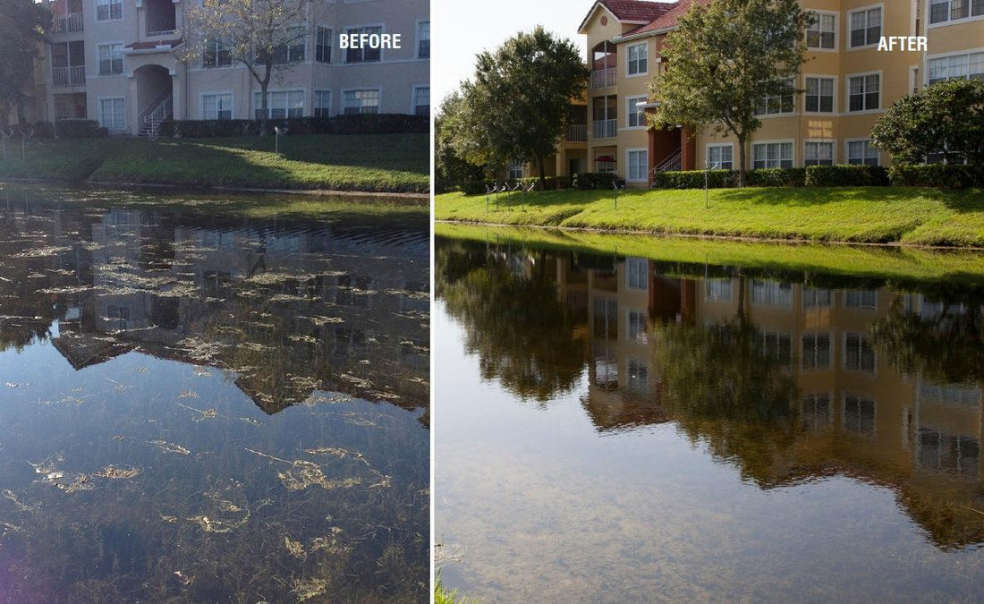 Top 10 Causes of Fish Pond Pollution (2026) + Proven Fixes