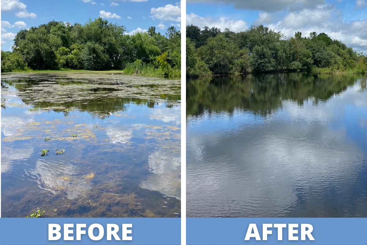 Ultimate Guide to Pond Algae Control (2026)