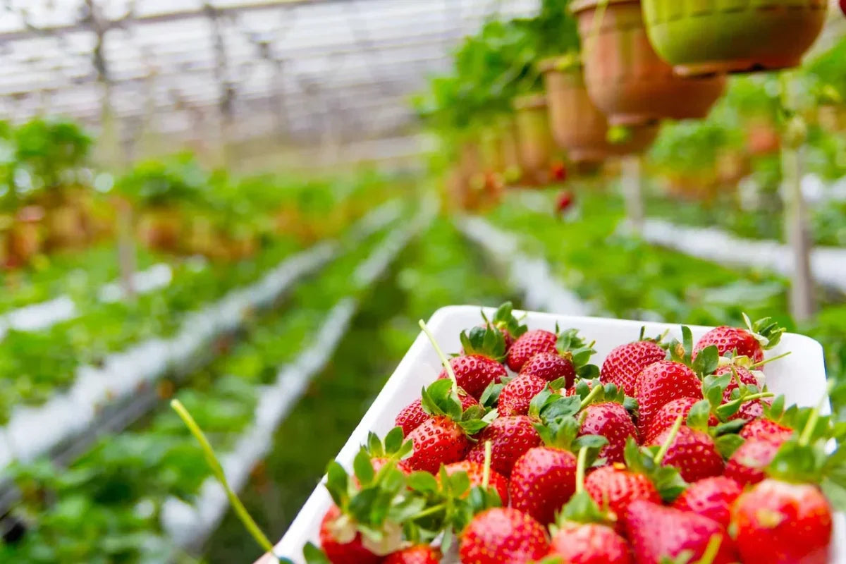 By using organic fertilizers like FertiPro, you can ensure vigorous, healthy plants without chemical dependence.