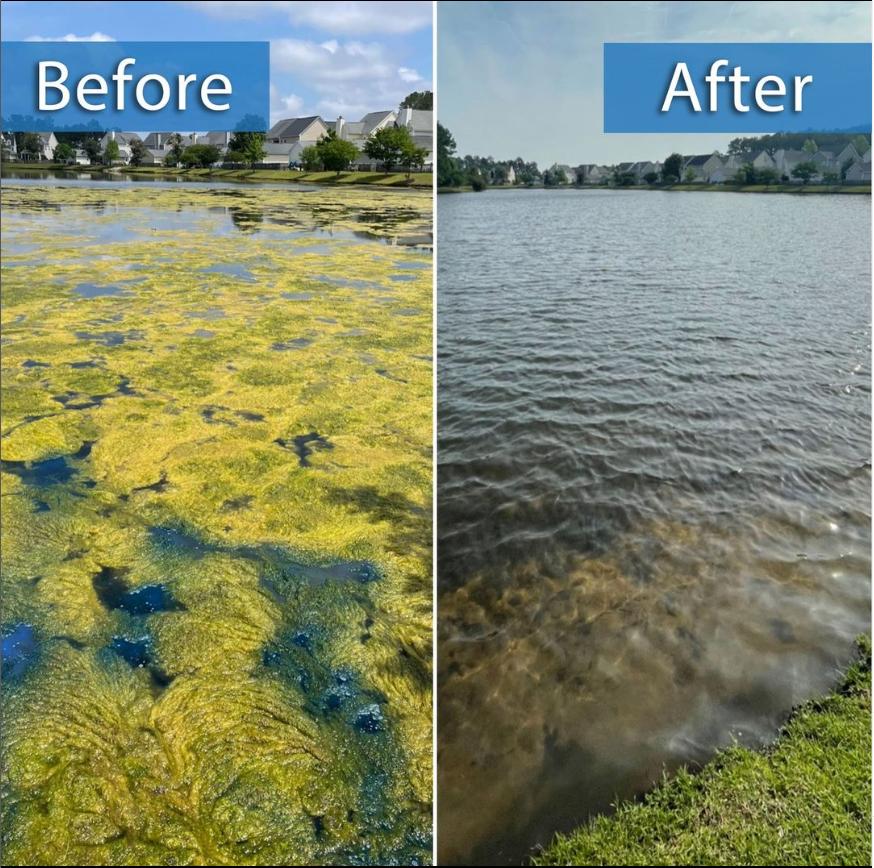 Effective, Organic and Sustainable Solution to optimize water clarity, Rapid root bloom and plumbing problem link with grease