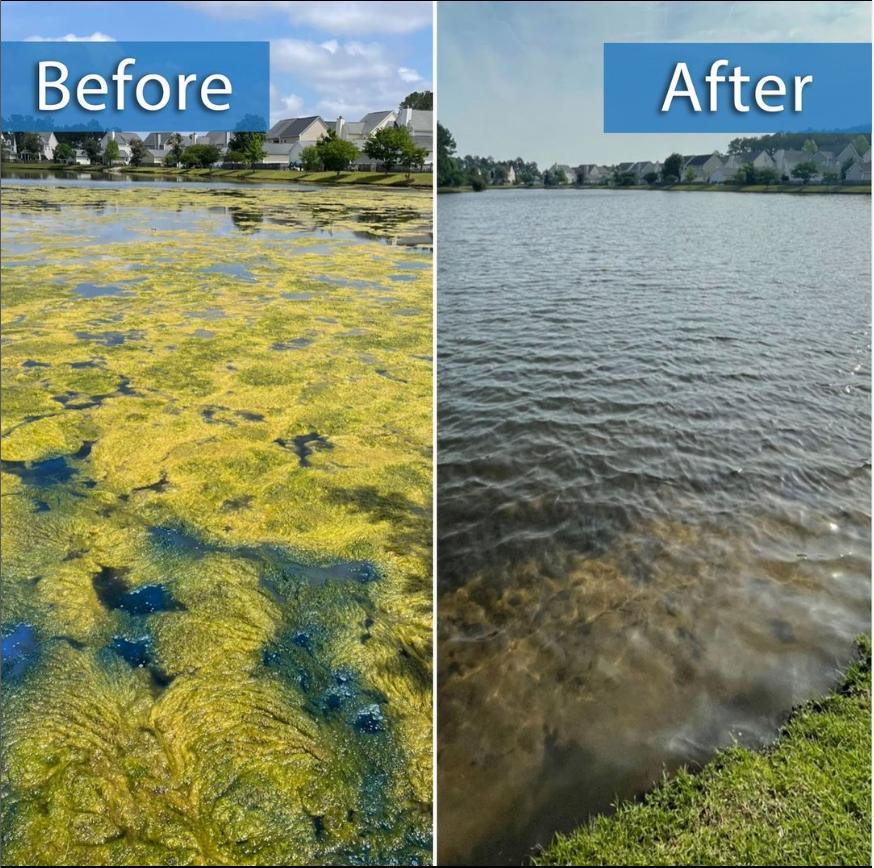 An Effective, Organic and Sustainable Solution to optimize water clarity, digesting the excess nutrients for pristine clear water. - Biopro Solution