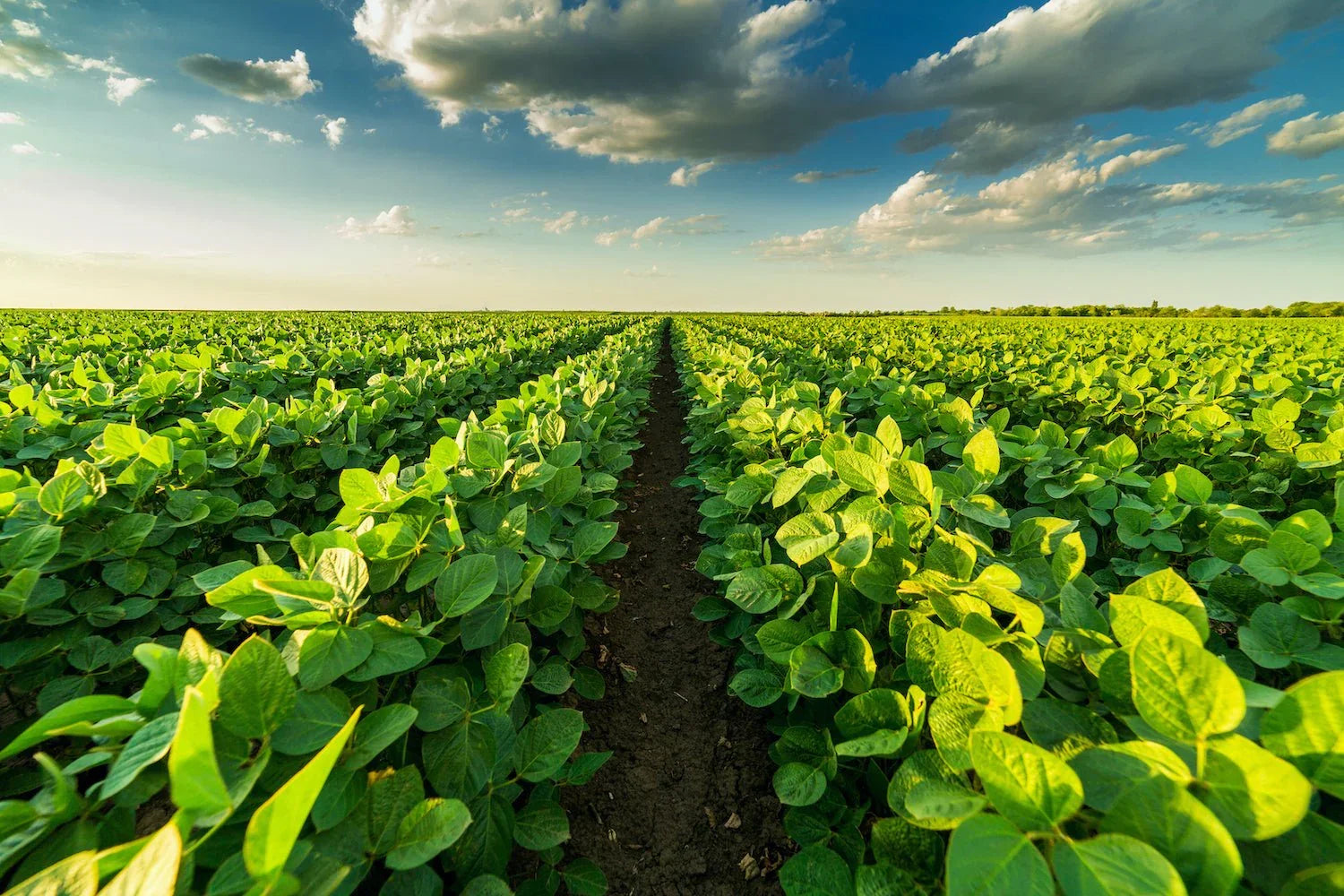 Enhance plant growth with 100% Organic solutions - Biopro Solution