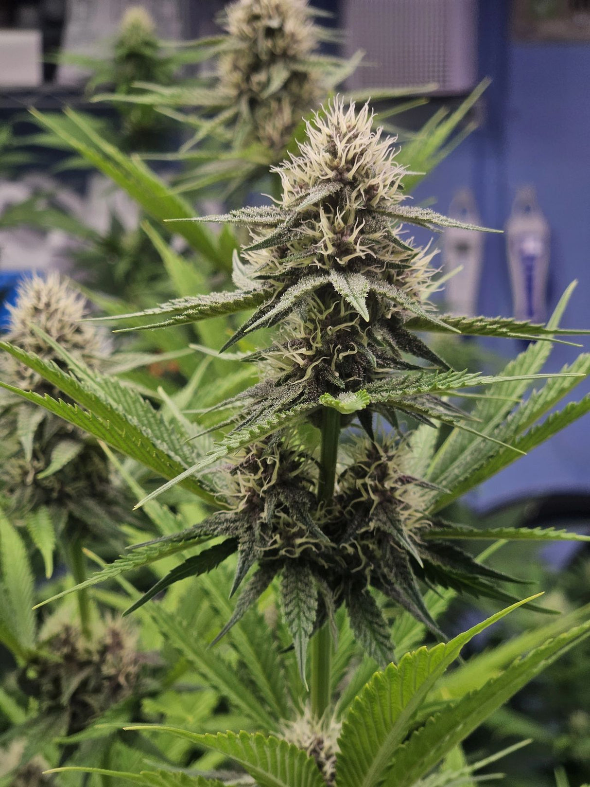 Cannabis Plants with FertiHemp