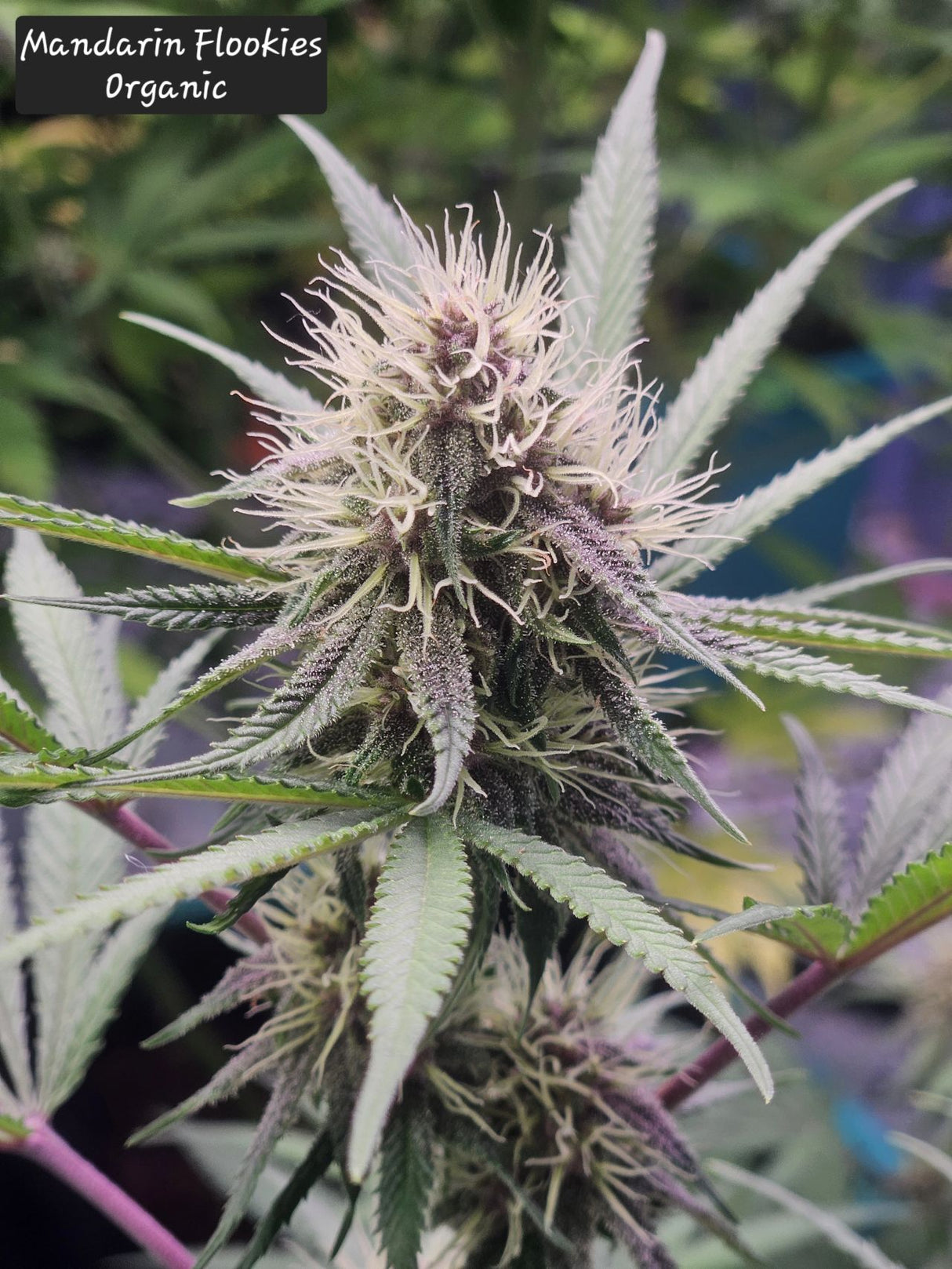 FertiHemp for Cannabis Production
