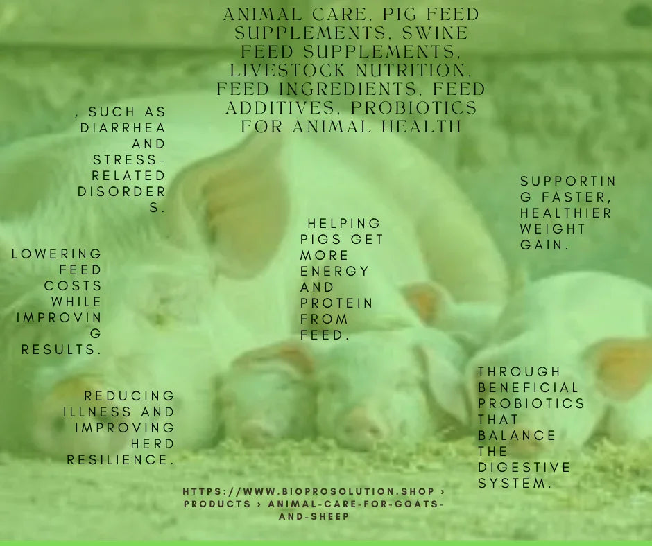 Sleeping piglets on soft bedding highlighting pig feed supplements and probiotics for livestock health