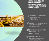 Young chicks feeding from yellow poultry feeders in a clean poultry farm environment