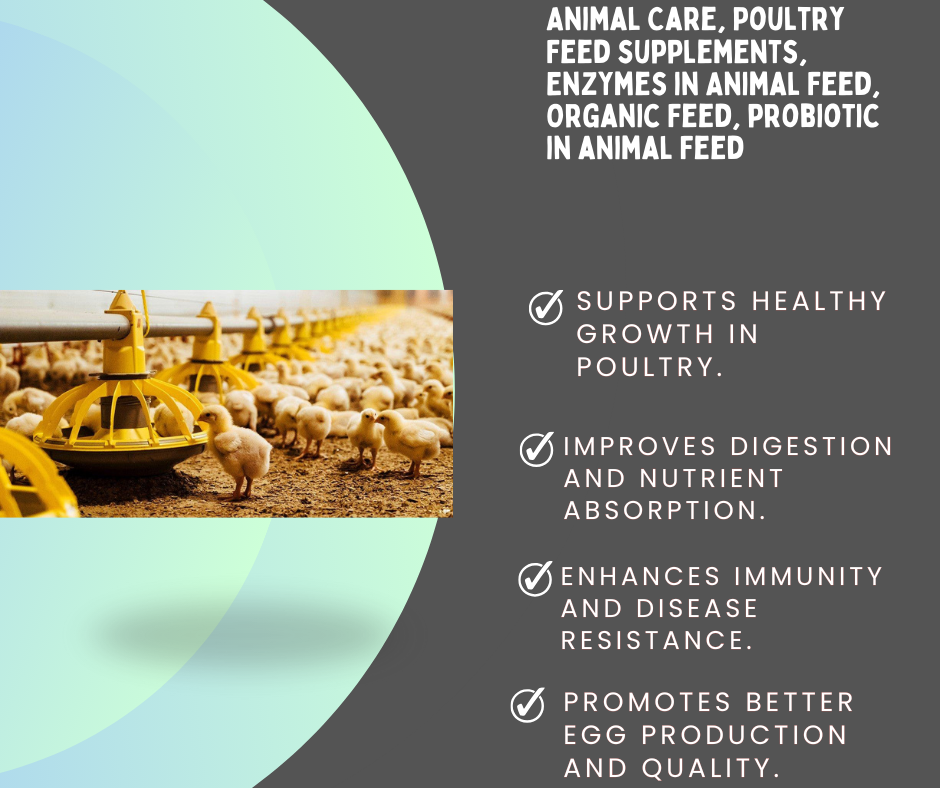 Young chicks feeding from yellow poultry feeders in a clean poultry farm environment