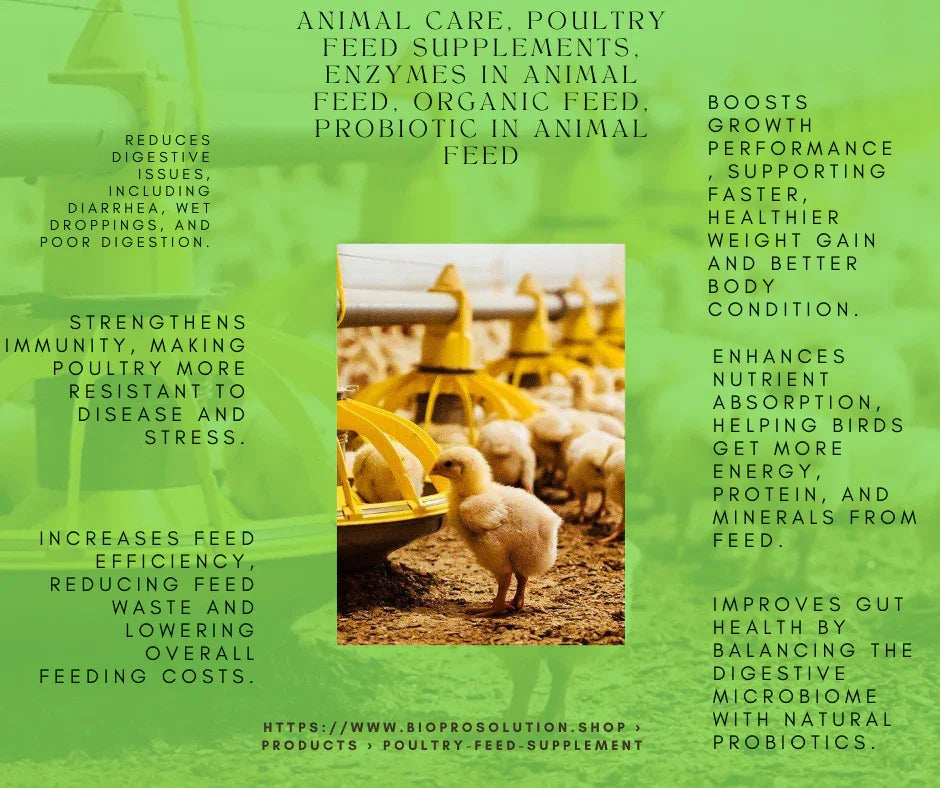 Young chicks feeding from yellow poultry feeders in a clean poultry farm environment