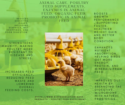 Young chicks feeding from yellow poultry feeders in a clean poultry farm environment