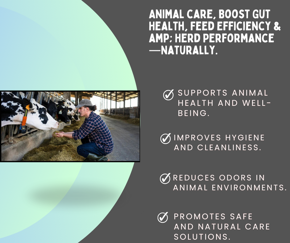 Farmer feeding cows in barn promoting animal care, gut health, and feed efficiency naturally