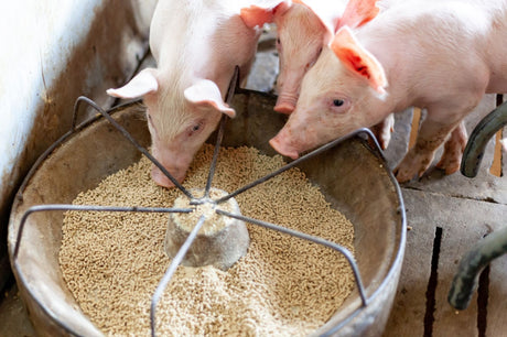 Animal Care Pig Feed