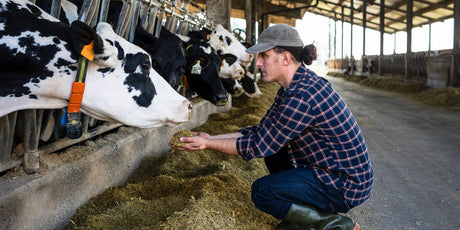 Cattle feeding with Animal Care from BioPro Solution