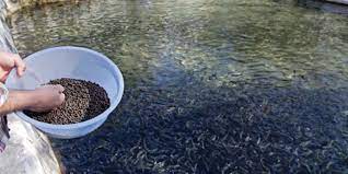 Fish Feeding