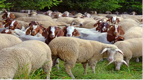 Healthy Goat and Sheep Feed 