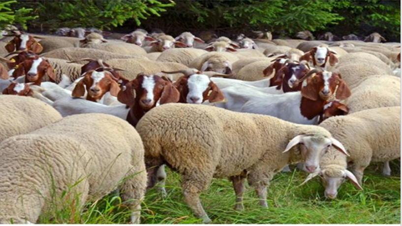 Healthy Goat and Sheep Feed 